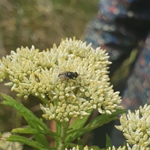 Muscidae (family) at Jerrabomberra Wetlands (JWT) - 1 Dec 2023