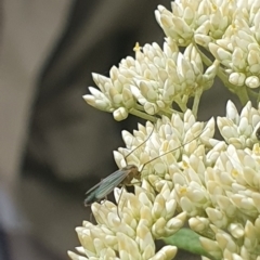 Chironomidae (family) at Jerrabomberra Wetlands (JWT) - 1 Dec 2023 10:06 AM