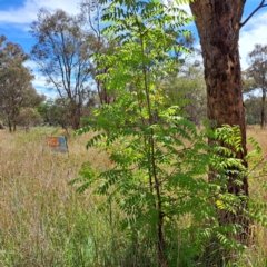 Pistacia chinensis (Chinese Pistachio) at Watson, ACT - 6 Jan 2024 by abread111