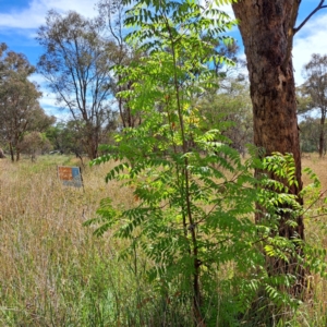 Pistacia chinensis at Watson Woodlands - 6 Jan 2024 04:00 PM