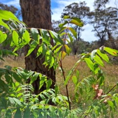 Pistacia chinensis at Watson Woodlands - 6 Jan 2024 04:00 PM