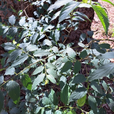 Celtis australis (Nettle Tree) at Watson, ACT - 6 Jan 2024 by abread111