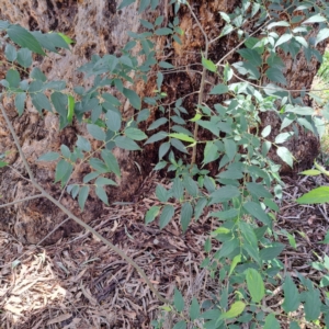 Celtis australis at Watson Woodlands - 6 Jan 2024