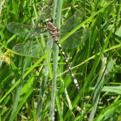 Synthemis eustalacta (Swamp Tigertail) at Tharwa, ACT - 6 Jan 2024 by Christine