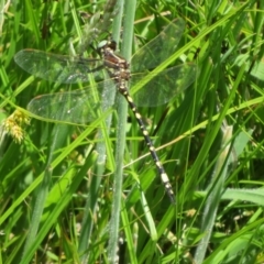 Synthemis eustalacta (Swamp Tigertail) at Gibraltar Pines - 6 Jan 2024 by Christine