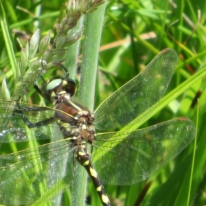 Synthemis eustalacta at Gibraltar Pines - 6 Jan 2024