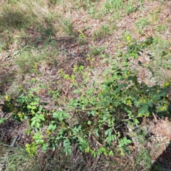 Rosa rubiginosa (Sweet Briar, Eglantine) at Watson, ACT - 6 Jan 2024 by abread111