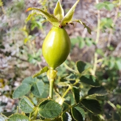 Rosa rubiginosa at Watson Woodlands - 6 Jan 2024 04:06 PM