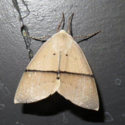 Gastrophora henricaria (Fallen-bark Looper, Beautiful Leaf Moth) at Tharwa, ACT - 6 Jan 2024 by Christine