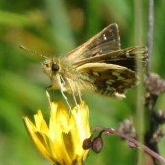 Atkinsia dominula (Two-brand grass-skipper) at Tharwa, ACT - 6 Jan 2024 by Christine