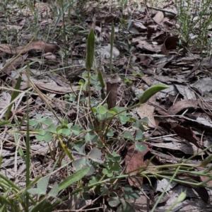 Oxalis perennans at Higgins Woodland - 5 Jan 2024 03:11 PM