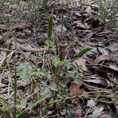 Oxalis perennans (Grassland Wood Sorrel) at Higgins, ACT - 5 Jan 2024 by Untidy