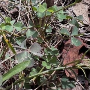 Oxalis perennans at Higgins Woodland - 5 Jan 2024 03:11 PM