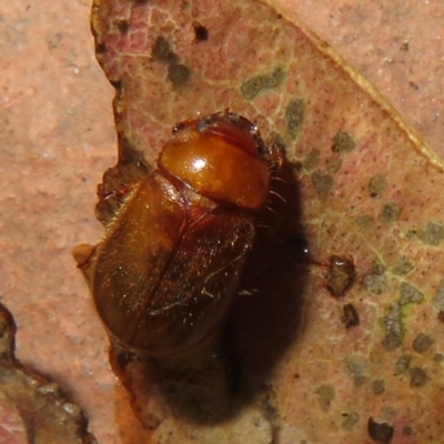 Melolonthinae (subfamily) (Cockchafer) at Flynn, ACT - 31 Dec 2023 by Christine