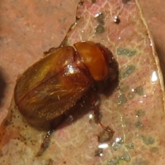 Melolonthinae sp. (subfamily) at Flynn, ACT - 31 Dec 2023