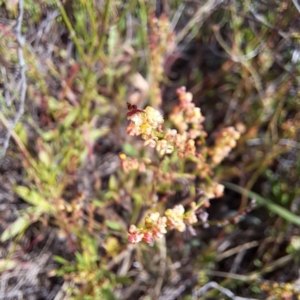 Rumex acetosella at Justice Robert Hope Reserve (JRH) - 6 Jan 2024 04:41 PM