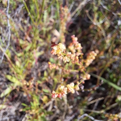 Rumex acetosella (Sheep Sorrel) at Watson Woodlands - 6 Jan 2024 by abread111