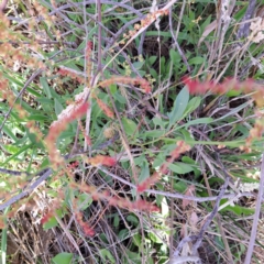 Rumex acetosella at Justice Robert Hope Reserve (JRH) - 6 Jan 2024