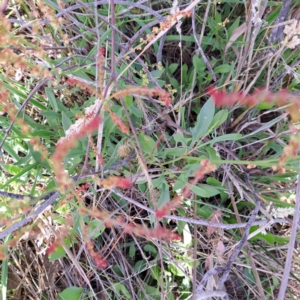 Rumex acetosella at Justice Robert Hope Reserve (JRH) - 6 Jan 2024