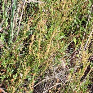 Rumex acetosella at Justice Robert Hope Reserve (JRH) - 6 Jan 2024 04:41 PM