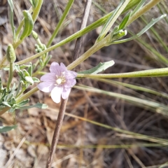 Epilobium billardiereanum subsp. cinereum (Hairy Willow Herb) at Justice Robert Hope Reserve (JRH) - 6 Jan 2024 by abread111