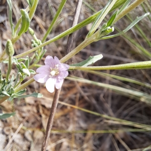 Epilobium billardiereanum subsp. cinereum at Justice Robert Hope Reserve (JRH) - 6 Jan 2024