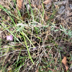 Epilobium billardiereanum subsp. cinereum at Justice Robert Hope Reserve (JRH) - 6 Jan 2024