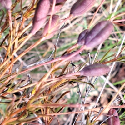 Cheiranthera linearis (Finger Flower) at Watson Woodlands - 6 Jan 2024 by abread111