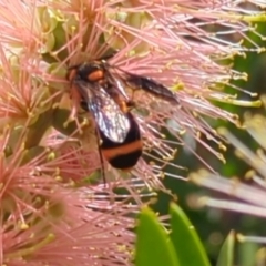 Pterygophorus cinctus at Higgins, ACT - 6 Jan 2024