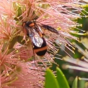 Pterygophorus cinctus at Higgins, ACT - 6 Jan 2024