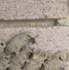 Eumeninae (subfamily) at Hackett, ACT - 6 Jan 2024 03:40 PM