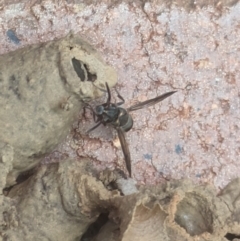 Eumeninae (subfamily) at Hackett, ACT - 6 Jan 2024 03:40 PM