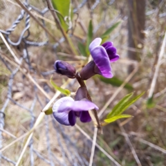 Glycine tabacina (Variable Glycine) at Watson Woodlands - 6 Jan 2024 by abread111