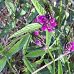 Cullen microcephalum at Justice Robert Hope Reserve (JRH) - 6 Jan 2024