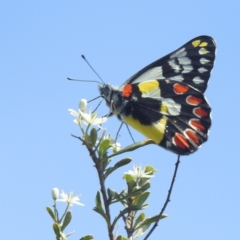 Delias aganippe (Spotted Jezebel) at Kambah, ACT - 6 Jan 2024 by HelenCross