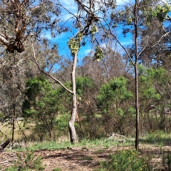 Acacia implexa (Hickory Wattle, Lightwood) at Justice Robert Hope Reserve (JRH) - 6 Jan 2024 by abread111