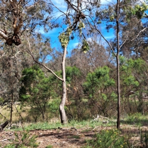 Acacia implexa at Justice Robert Hope Reserve (JRH) - 6 Jan 2024 05:00 PM