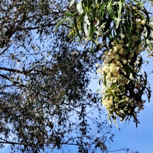 Acacia implexa at Justice Robert Hope Reserve (JRH) - 6 Jan 2024