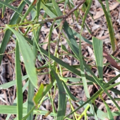 Acacia implexa at Justice Robert Hope Reserve (JRH) - 6 Jan 2024 05:00 PM