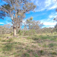 Acacia implexa at Justice Robert Hope Reserve (JRH) - 6 Jan 2024 05:00 PM