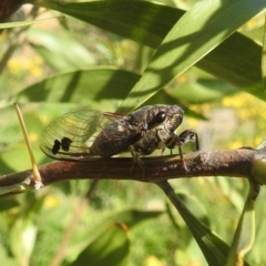 Galanga labeculata (Double-spotted cicada) at Bullen Range - 6 Jan 2024 by HelenCross
