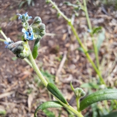 Cynoglossum australe at Watson Woodlands - 6 Jan 2024