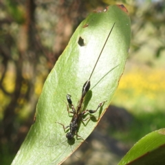 Stephanidae (family) (Stephanid wasp) at Kambah, ACT - 6 Jan 2024 by HelenCross