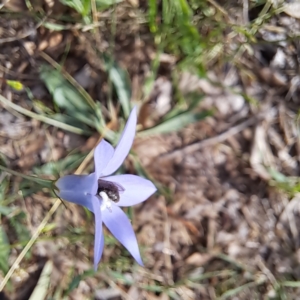 Lasioglossum sp. (genus) at Watson Woodlands - 6 Jan 2024