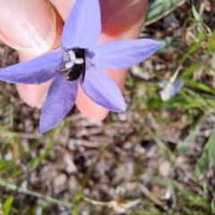 Lasioglossum sp. (genus) at Watson Woodlands - 6 Jan 2024