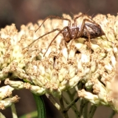 Oxyopes sp. (genus) (Lynx spider) at Justice Robert Hope Reserve (JRH) - 6 Jan 2024 by abread111