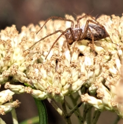 Oxyopes sp. (genus) (Lynx spider) at Watson Woodlands - 6 Jan 2024 by abread111