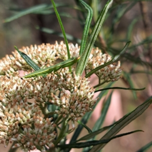 Orthodera ministralis at Justice Robert Hope Reserve (JRH) - 6 Jan 2024