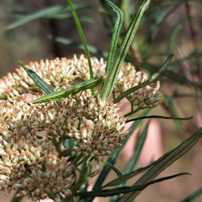 Orthodera ministralis (Green Mantid) at Watson, ACT - 6 Jan 2024 by abread111