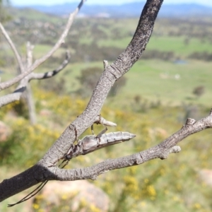 Neostenus saundersii at Bullen Range - 6 Jan 2024